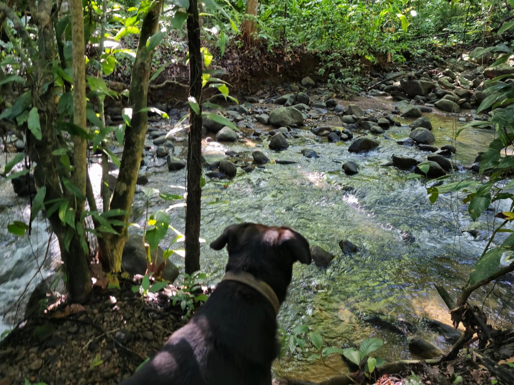 Cool Waters Jungle Villas 乌维塔 外观 照片